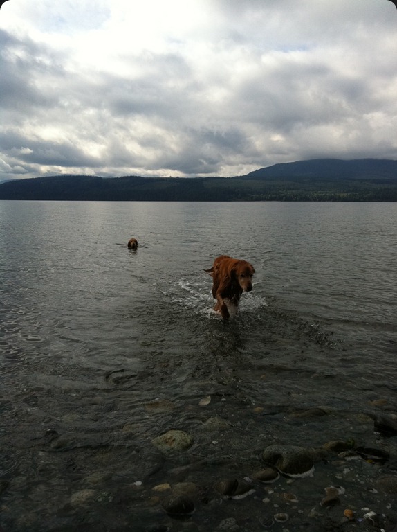 Buddy and Adia playing in the ocean.